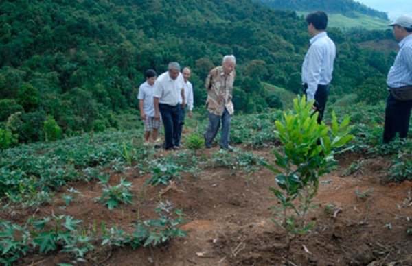 Điện Biên sẽ trồng hàng nghìn ha mắc ca